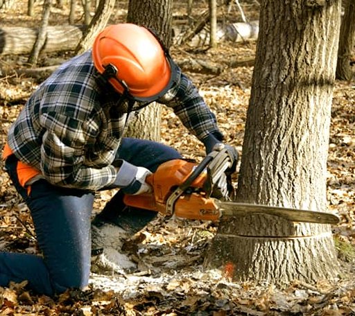 Tree Removal in Kenoza Lake, NY